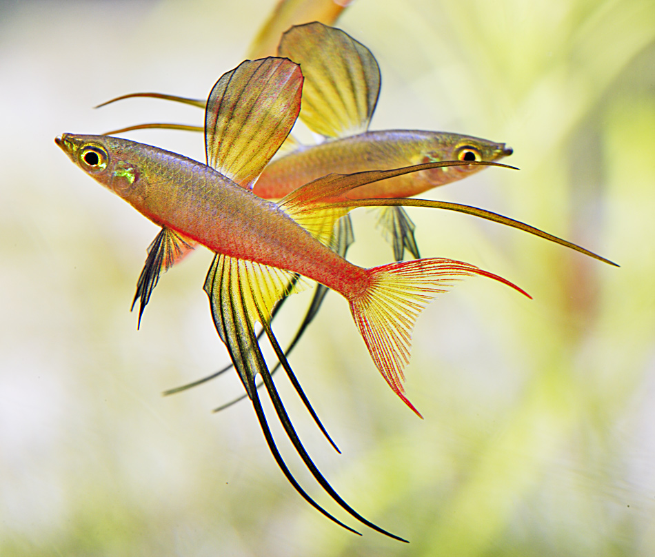 Iriatherina werneri - Threadfin rainbow