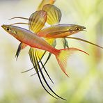 Iriatherina werneri - Threadfin rainbow