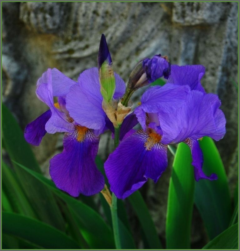 Iridaceae germanica