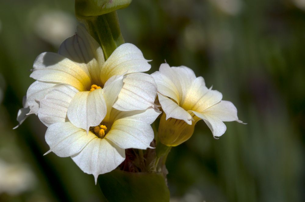 Iridaceae (Schwertliliengewächse)