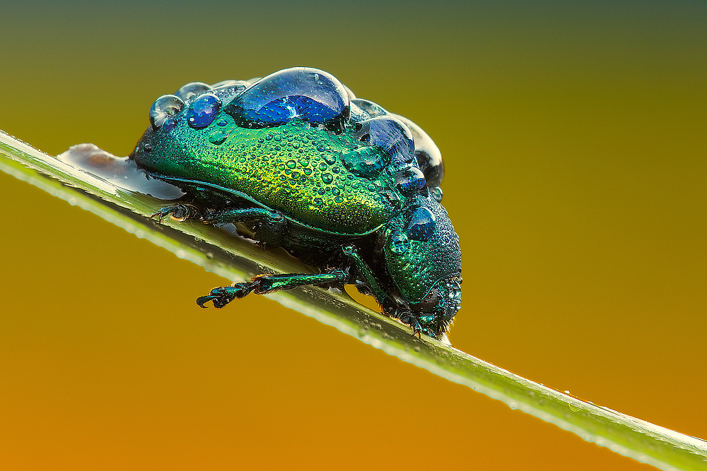 Iridescent (Chrysolina Herbacea)