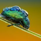 Iridescent (Chrysolina Herbacea)