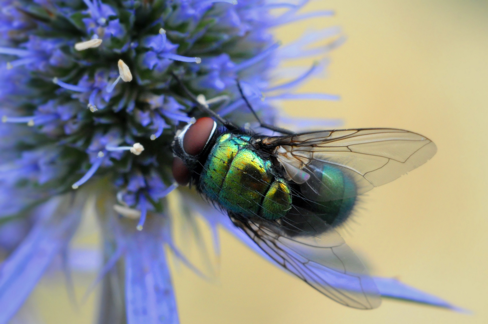 iridescent fly