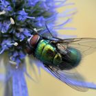 iridescent fly