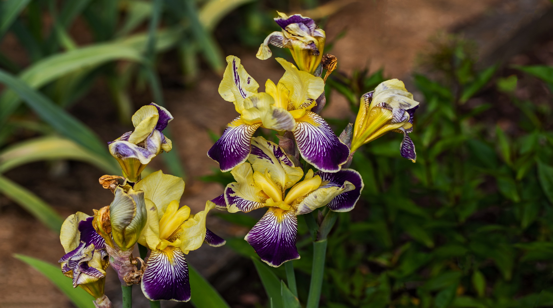 Iris 002 Foto & Bild pflanzen, pilze & flechten, blüten