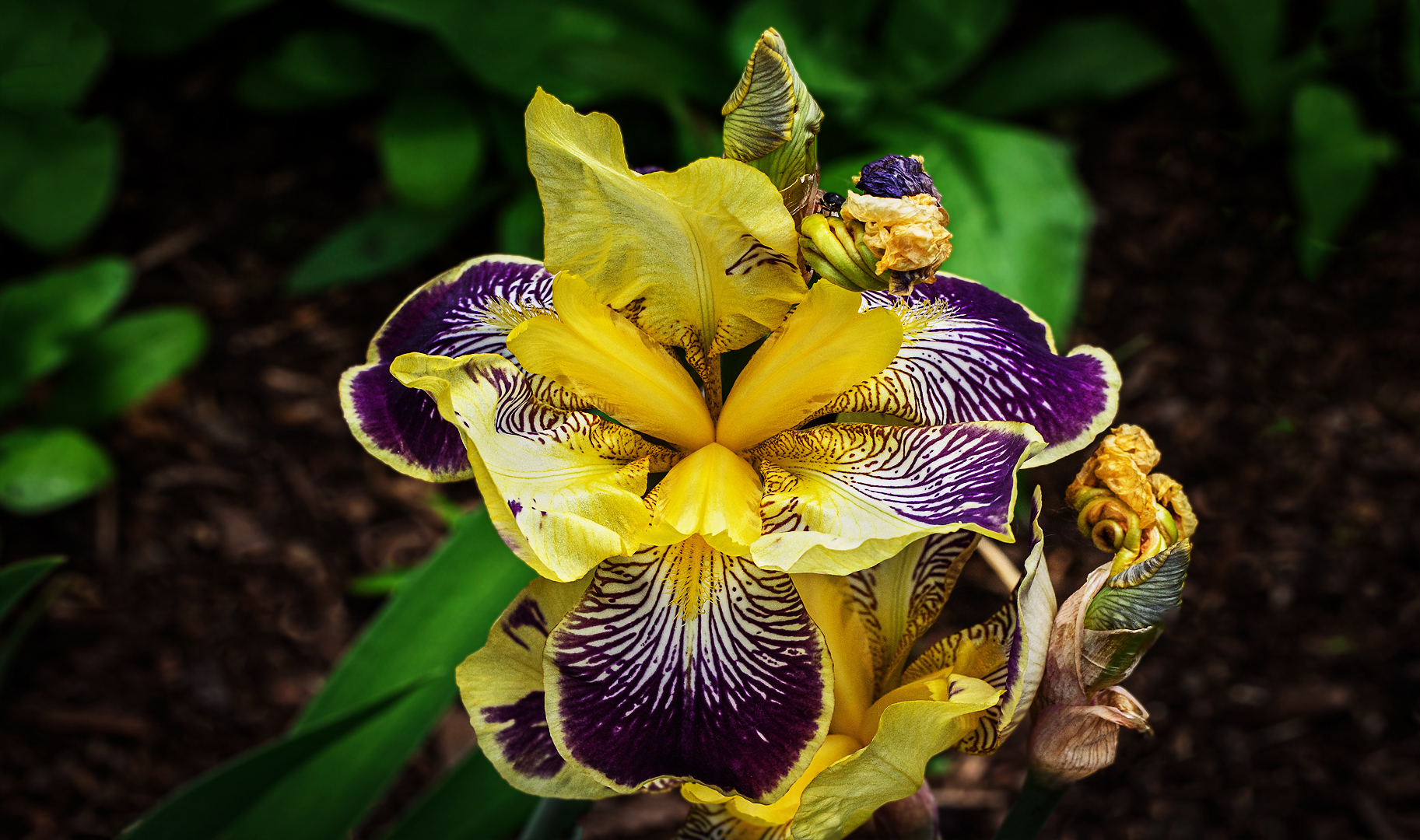 Iris 004