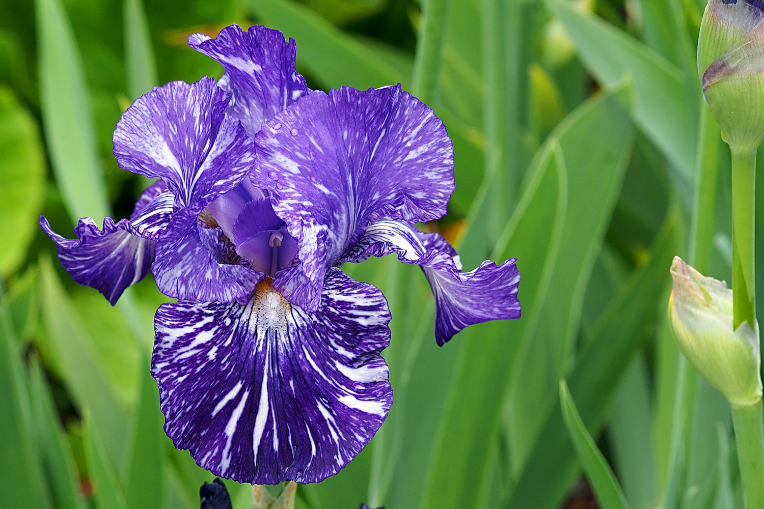 Iris... Foto & Bild pflanzen, pilze & flechten, blüten
