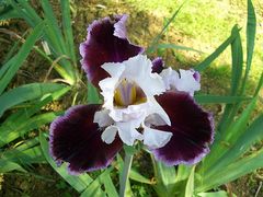 iris