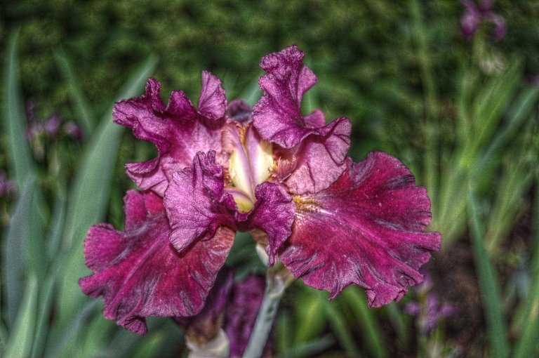 Iris.