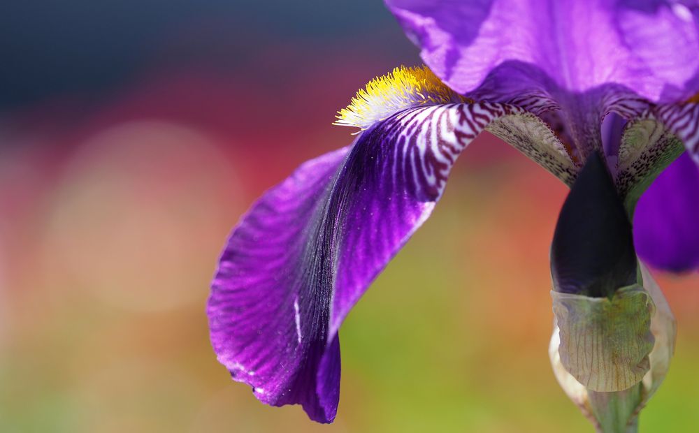 iris Foto & Bild blumen, iris, natur Bilder auf