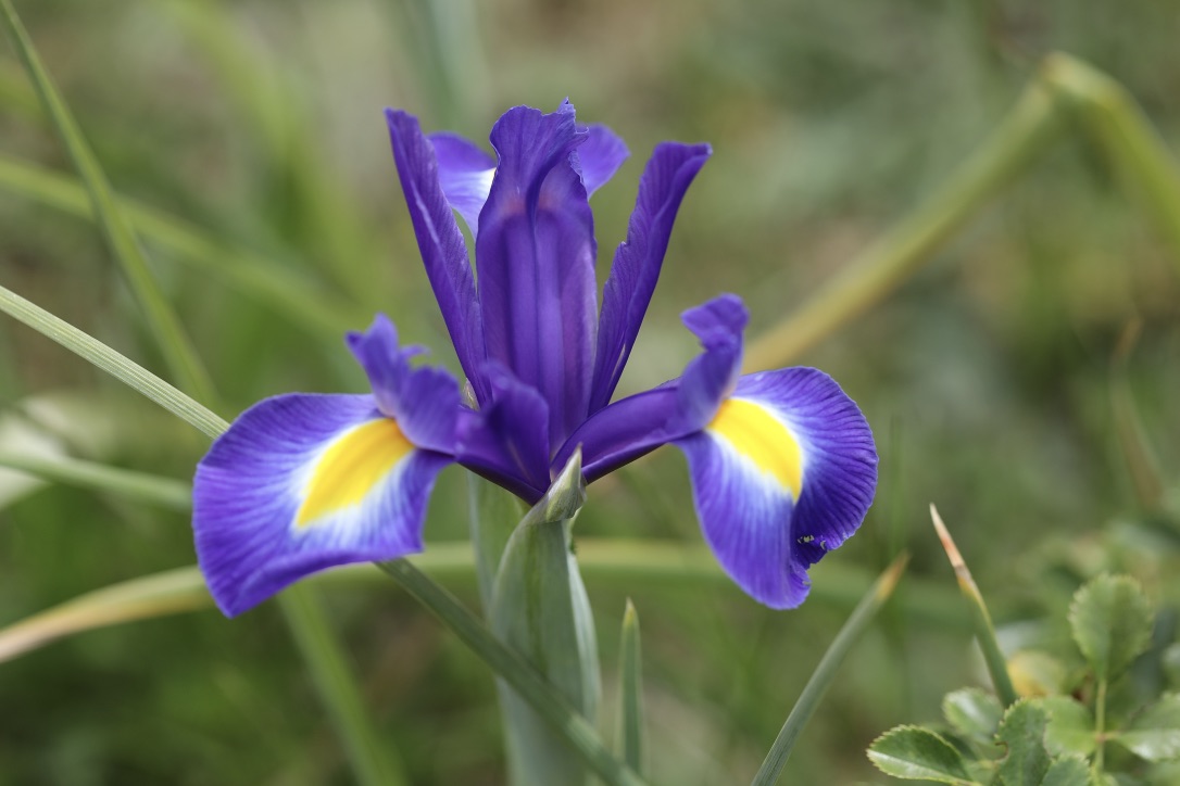 Iris Foto & Bild natur, pflanzen, regenbogen Bilder auf
