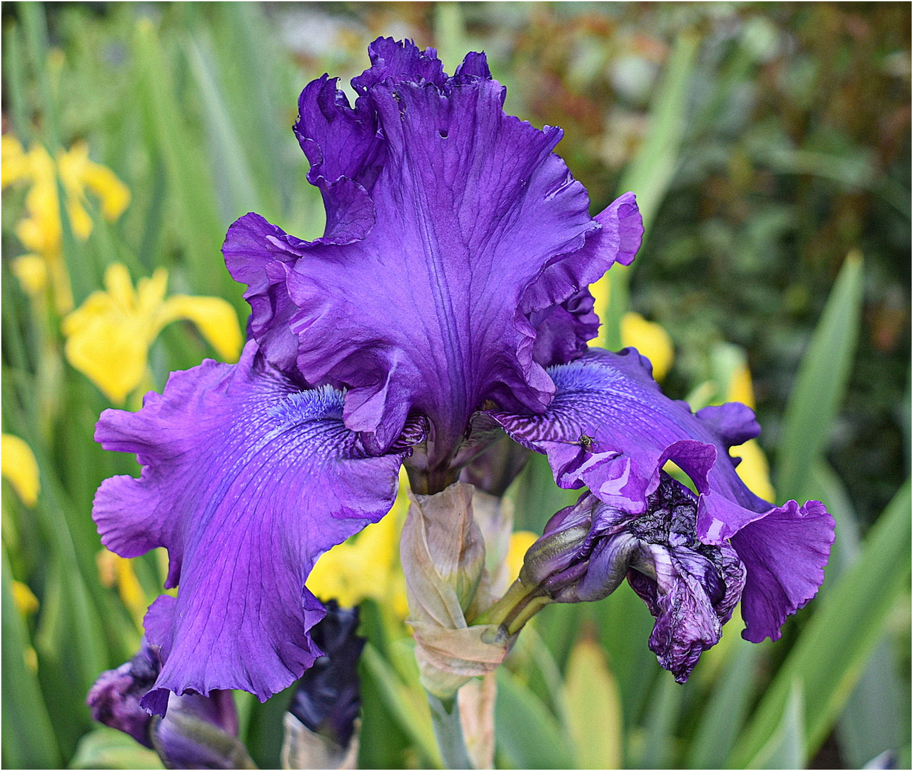 iris