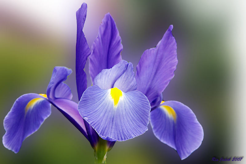 ***IRIS***