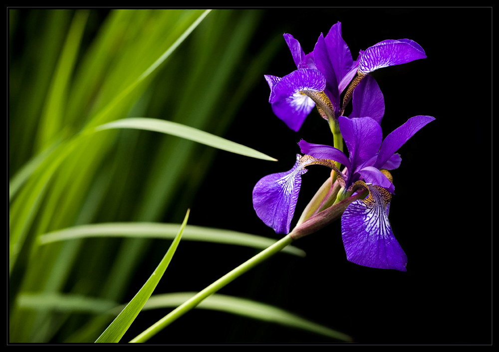 Iris