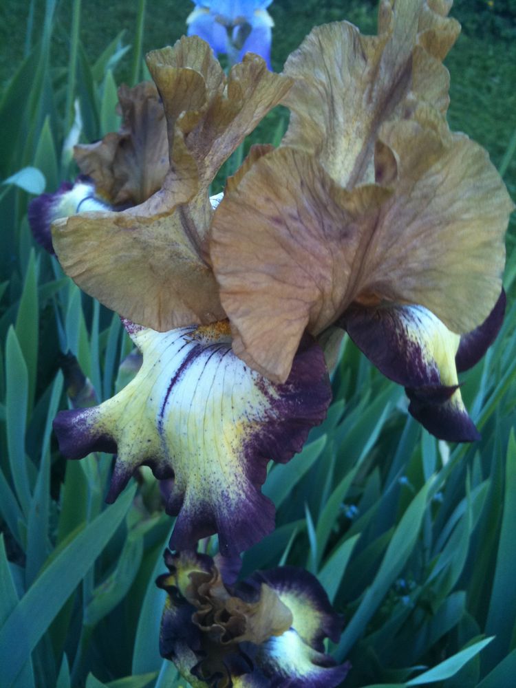 iris