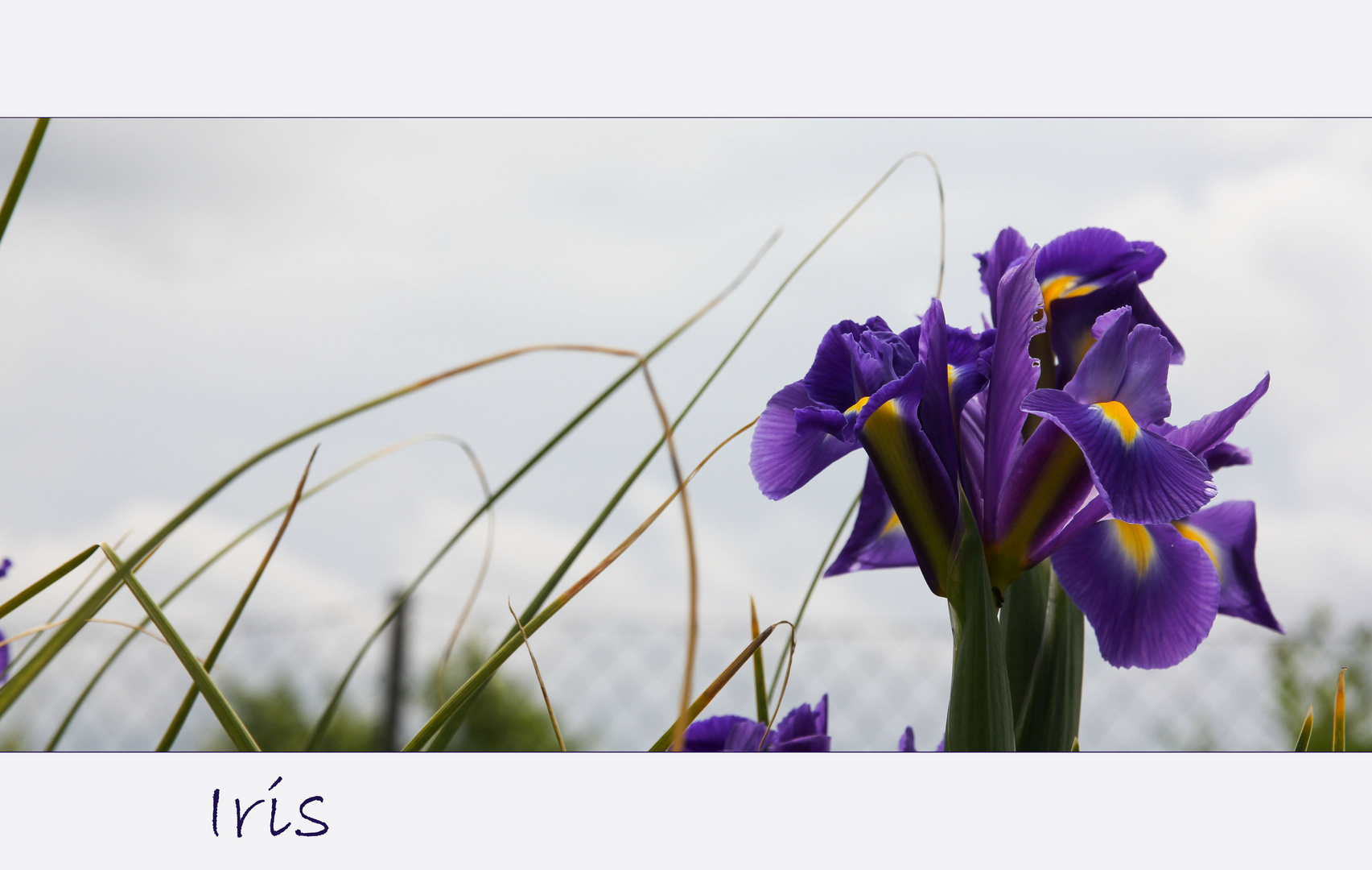 Iris 1