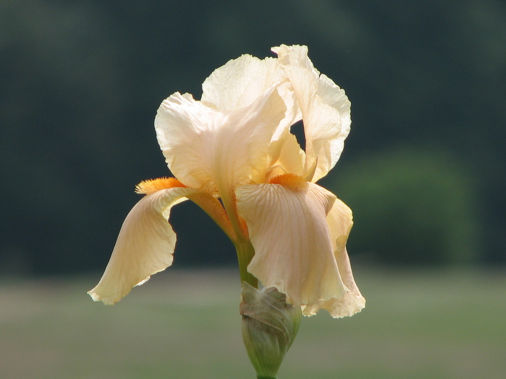 Iris #1