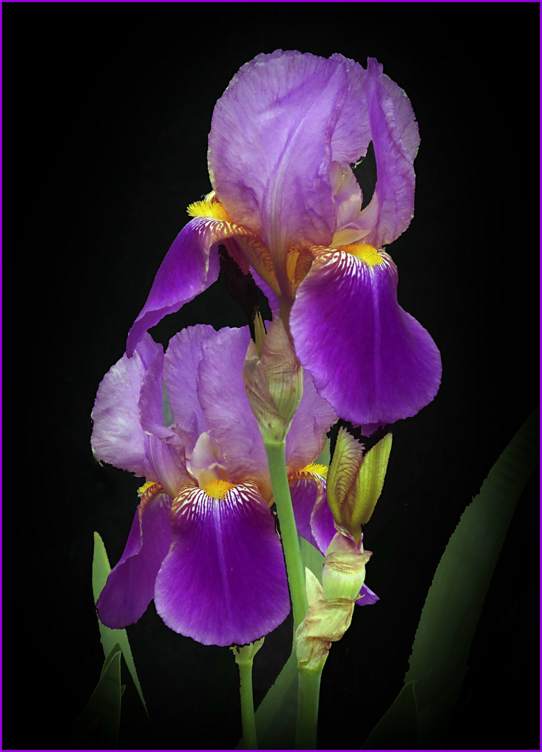 Iris (1)