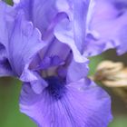 Iris 1