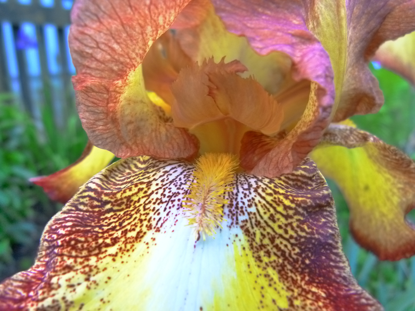 Iris 1