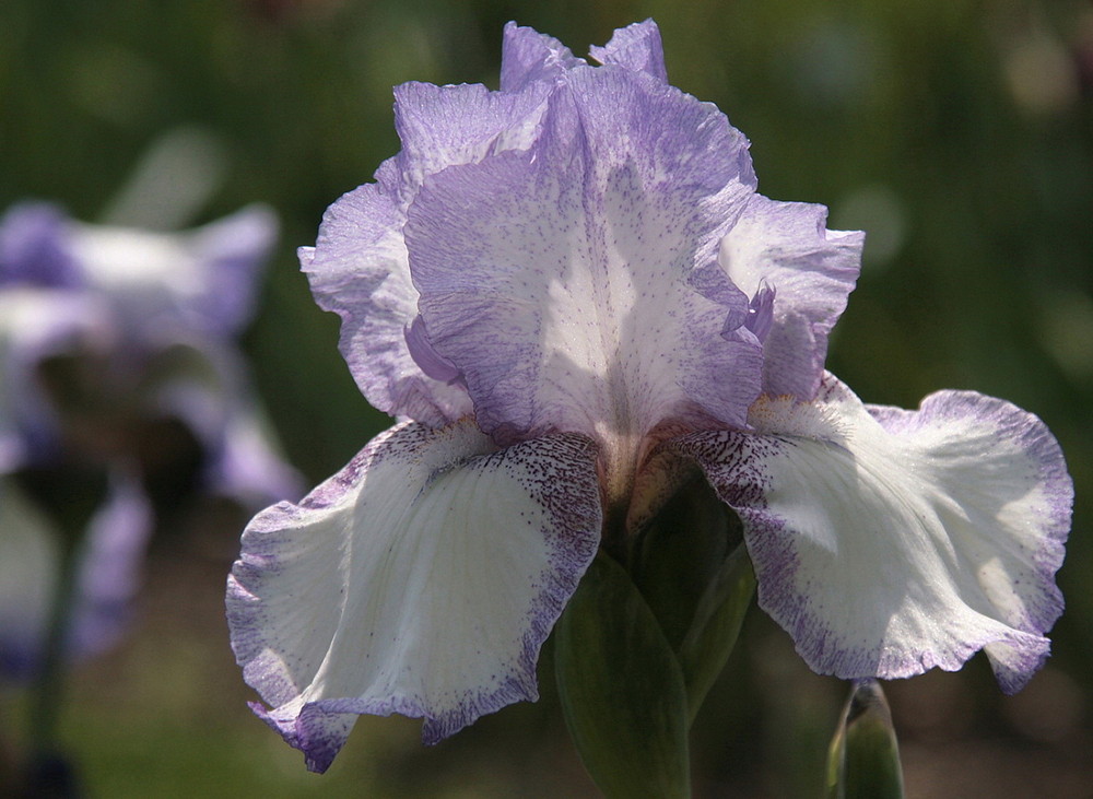 Iris (1)