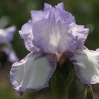 Iris (1)