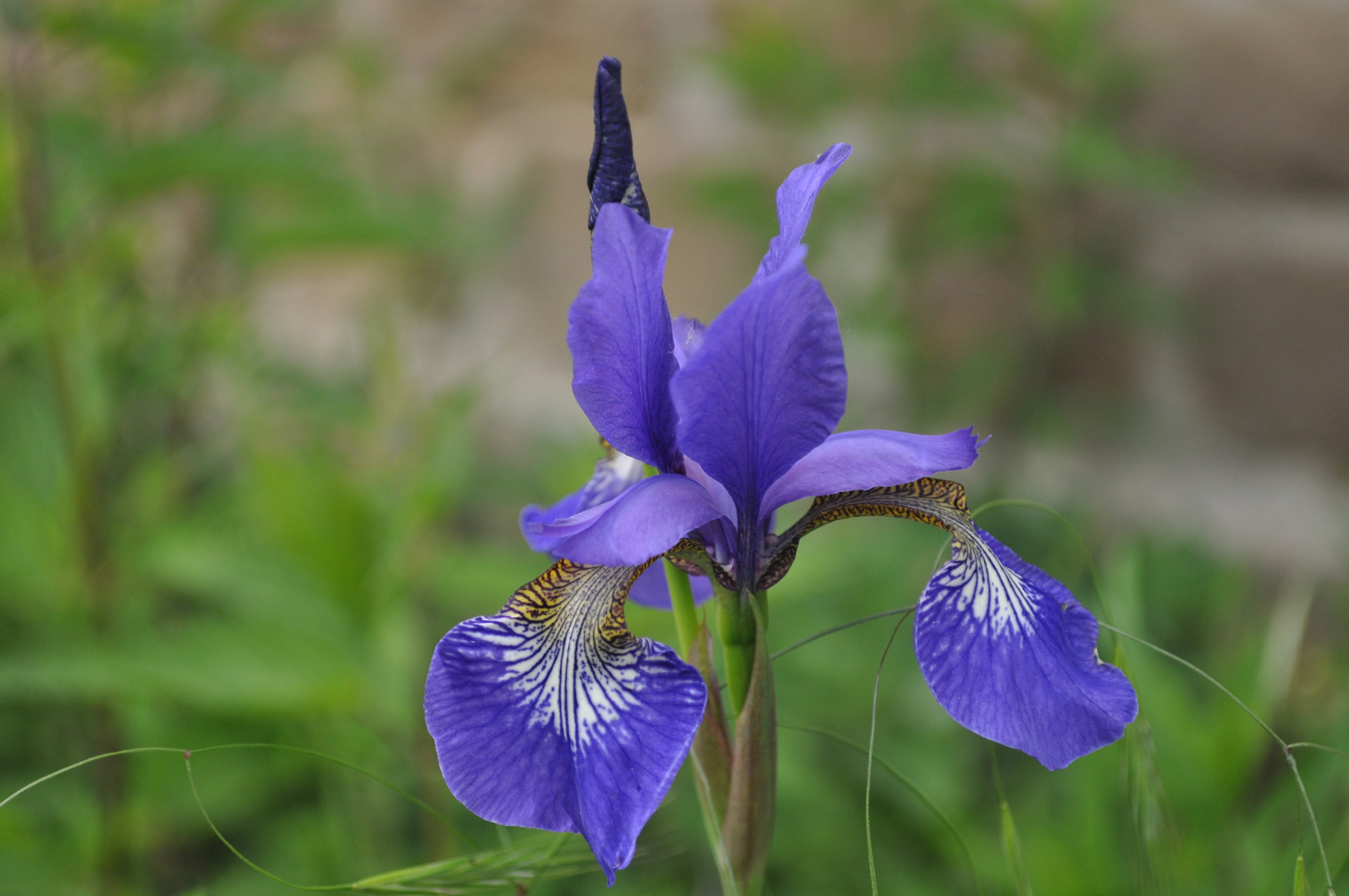 Iris Foto & Bild pflanzen, pilze & flechten, blüten & kleinpflanzen