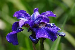 Iris