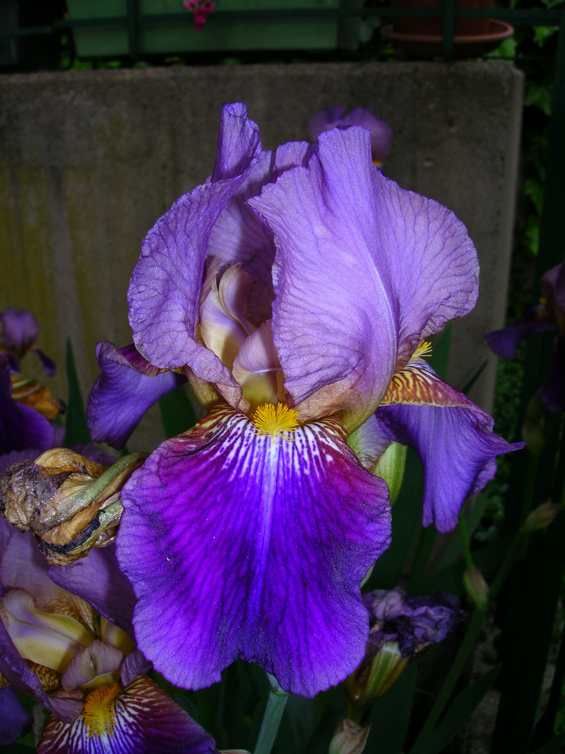 IRIS