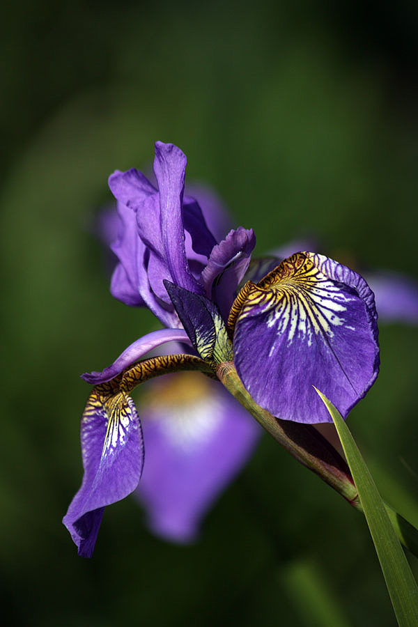 Iris