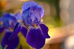 ~ Iris ~