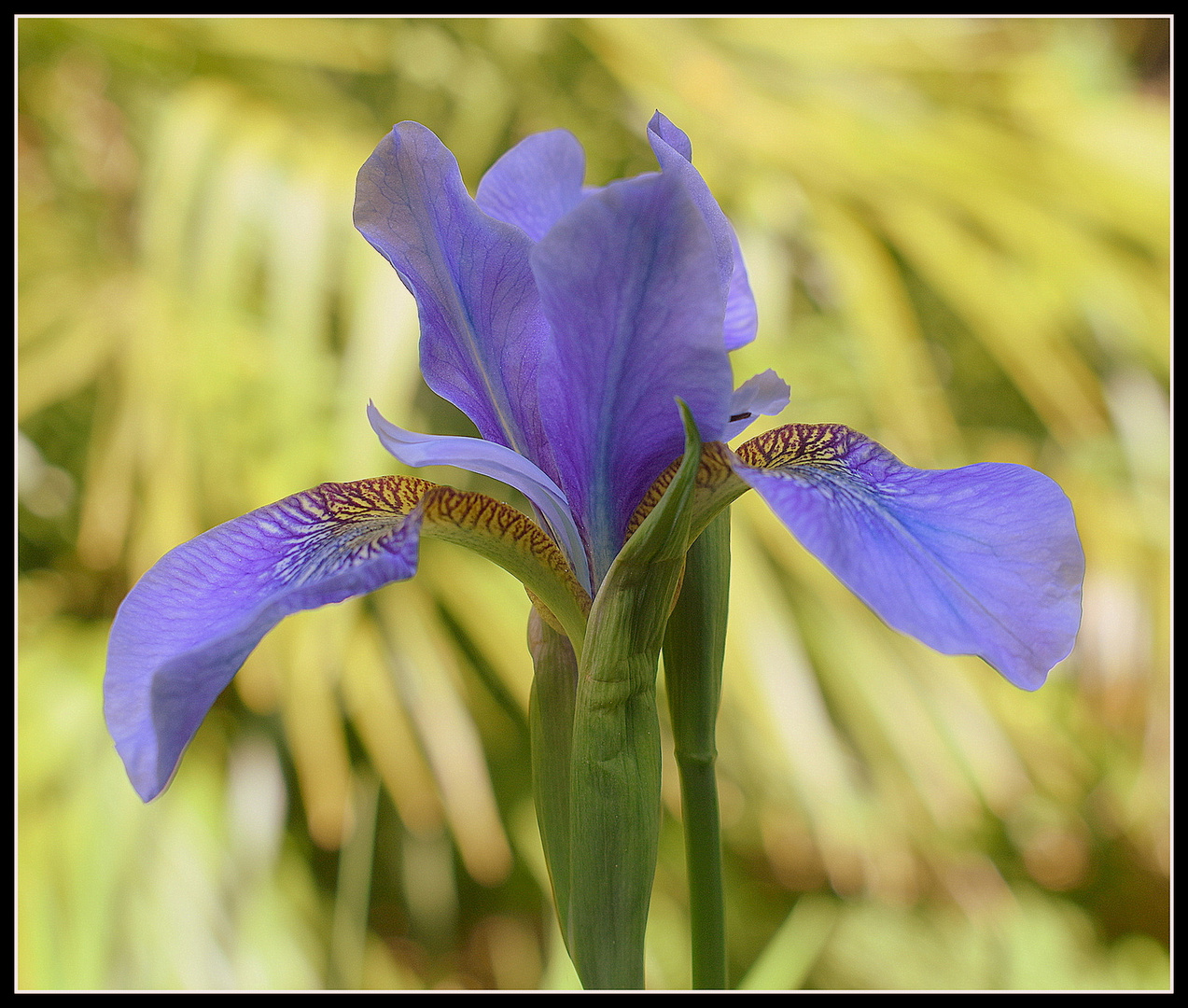 iris