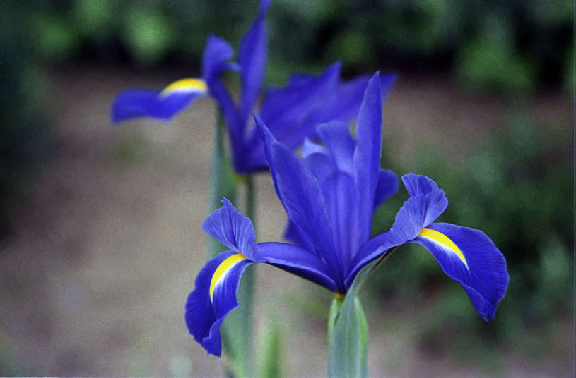 Iris