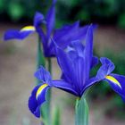 Iris