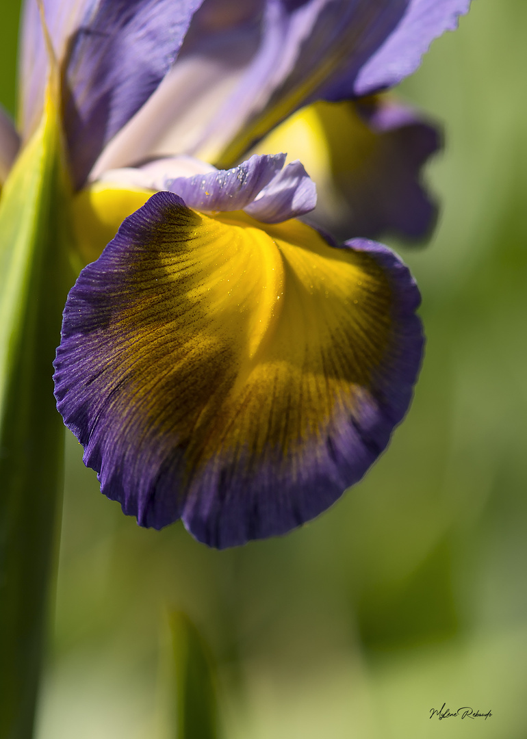 Iris