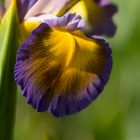 Iris