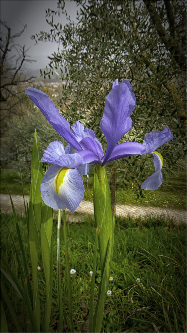 iris