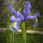 iris