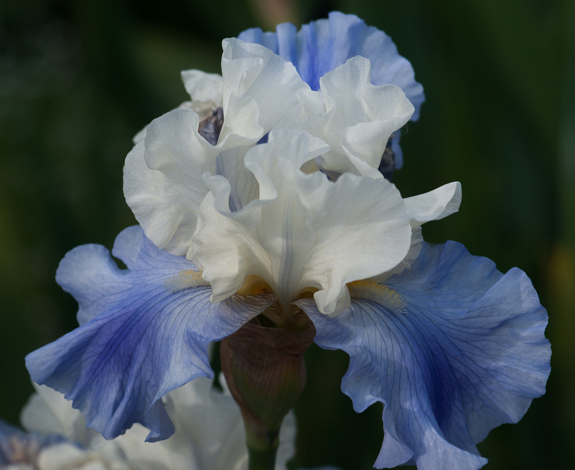 Iris