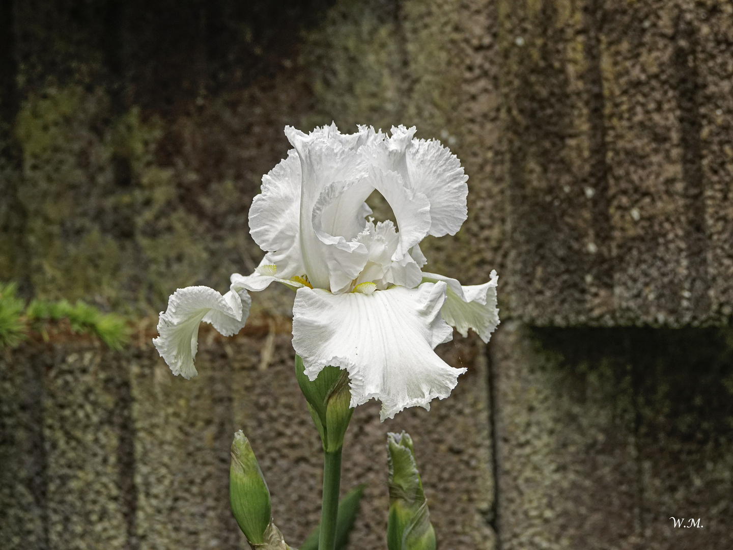 Iris