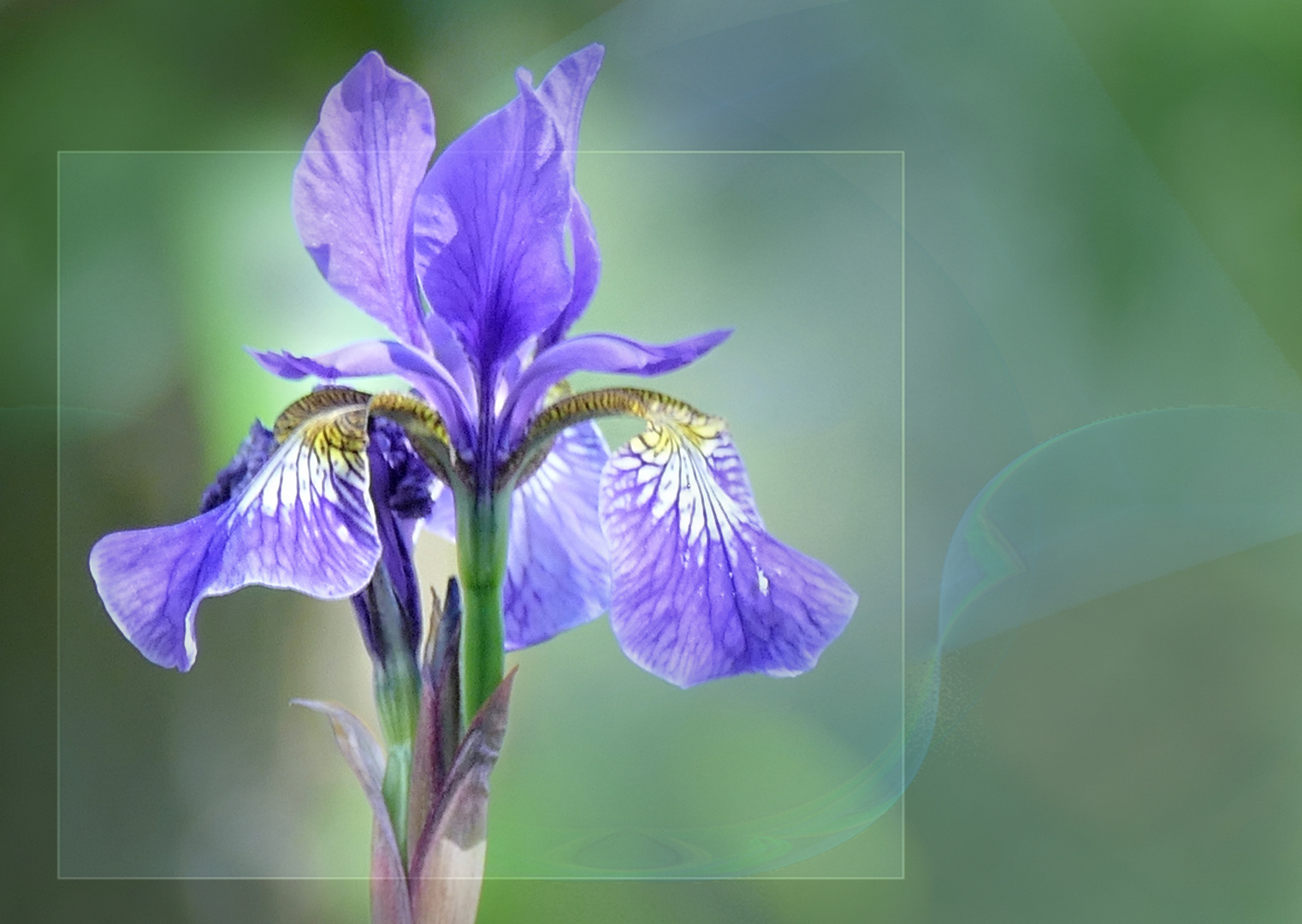 ~ Iris ~