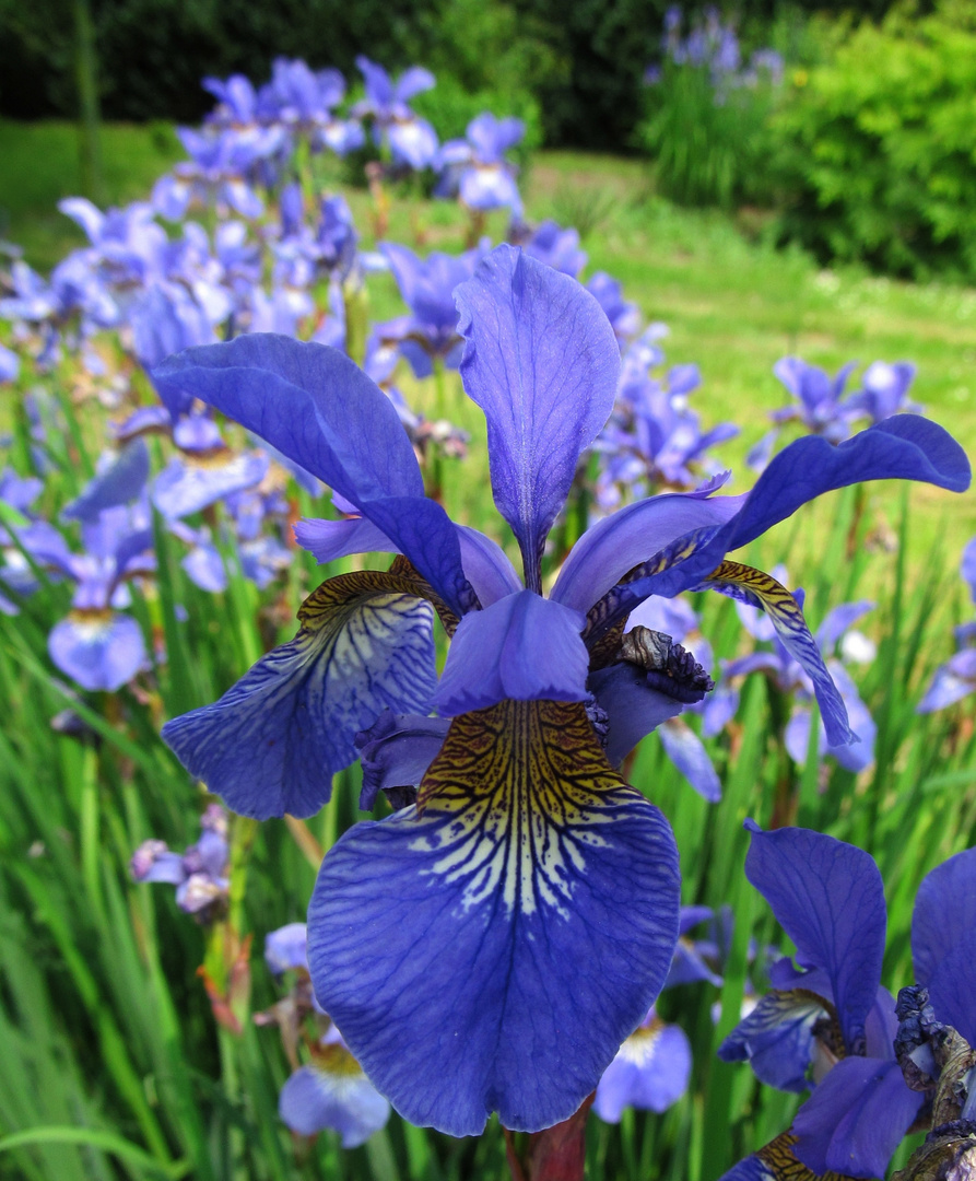 Iris ...