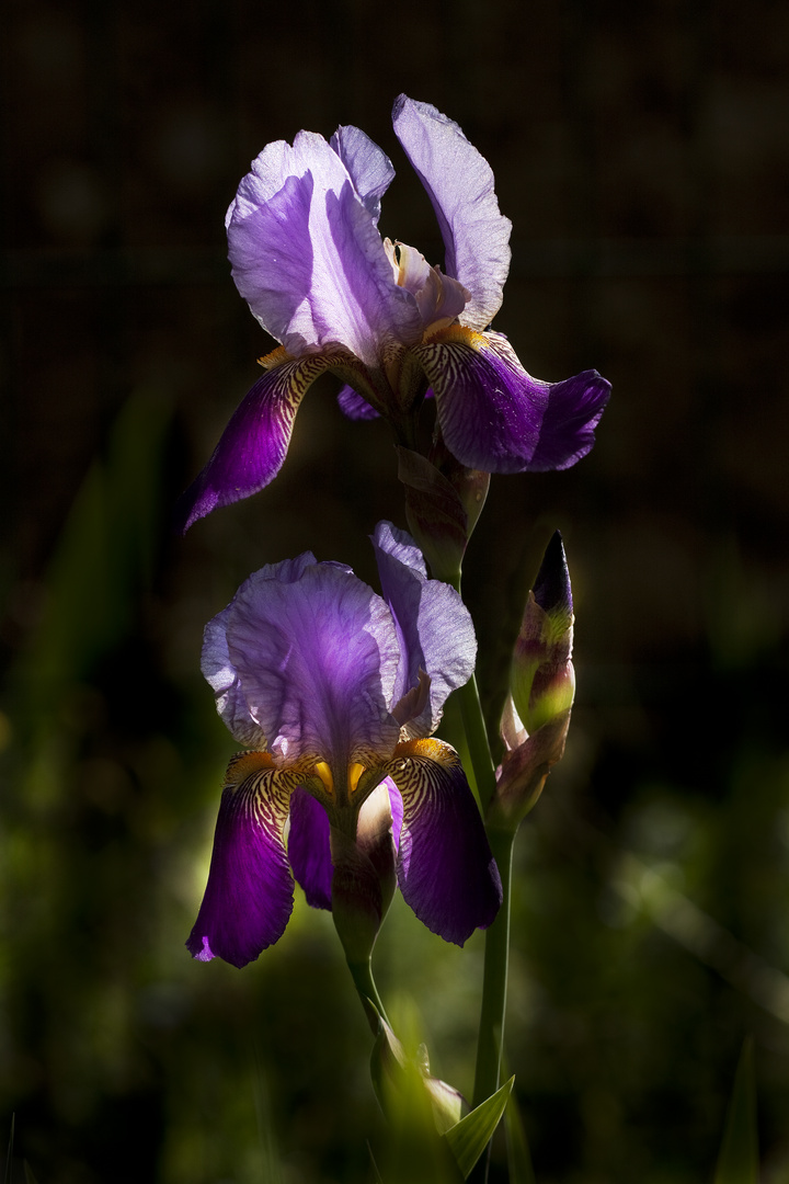 Iris 2