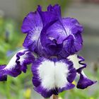 Iris 2