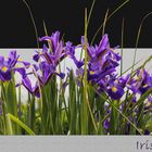 Iris 2