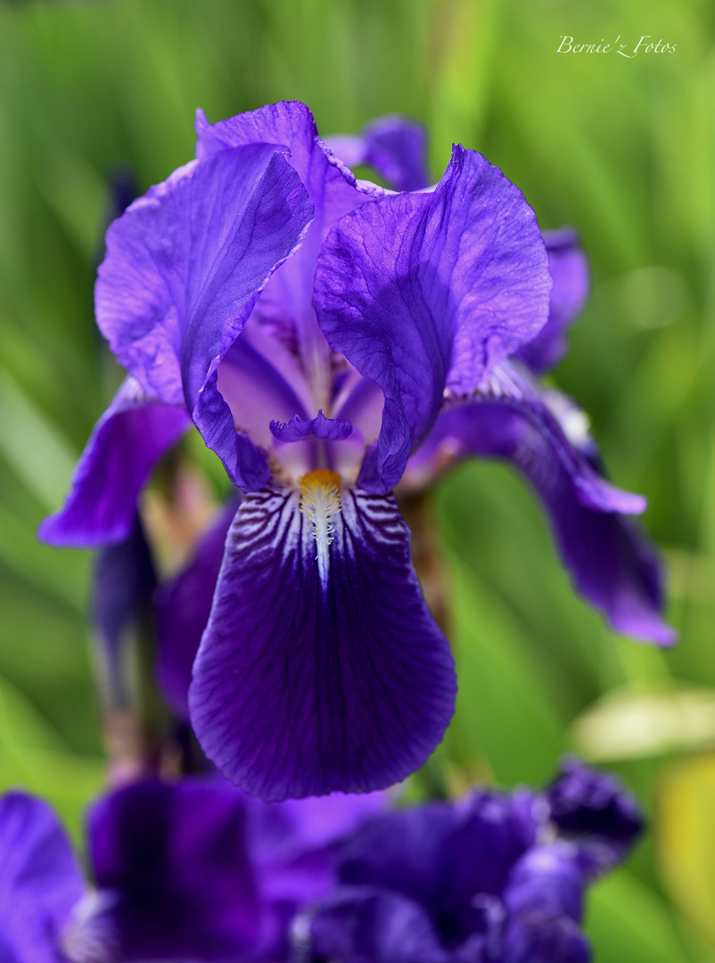 Iris 2