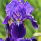 Iris 2