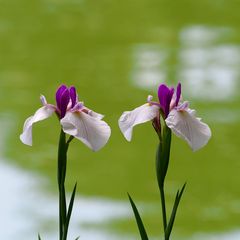 Iris 2