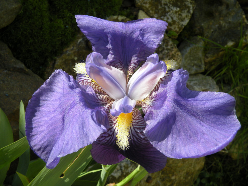 Iris 2