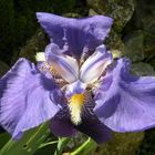 Iris 2